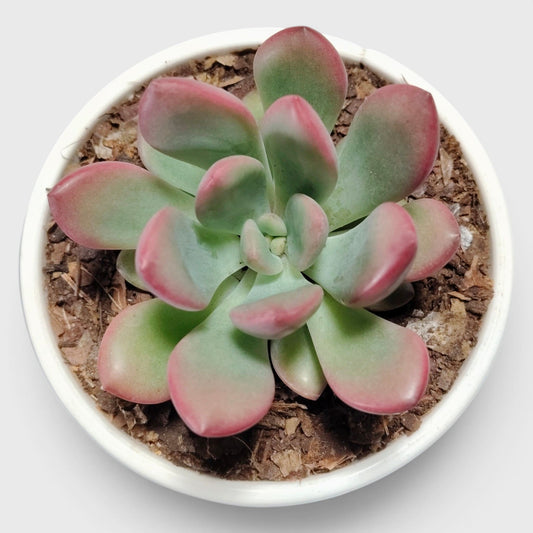 Graptoveria Torres – Rare Rosette Succulent | Compact Indoor Plant | Bare Rooted