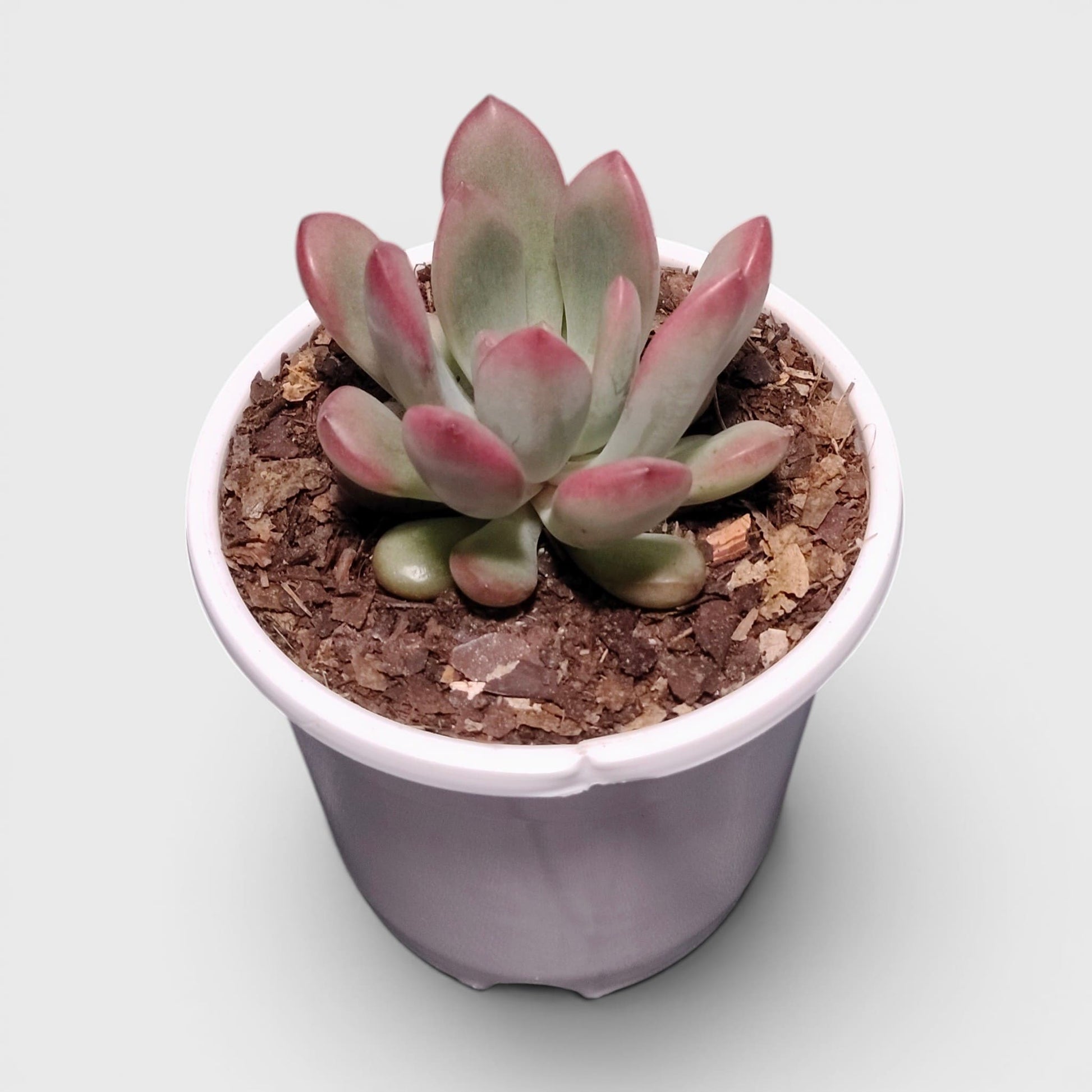 Graptoveria Torres – Rare Rosette Succulent | Compact Indoor Plant | Bare Rooted
