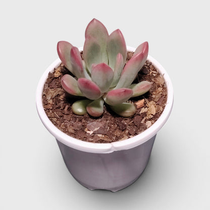 Graptoveria Torres – Rare Rosette Succulent | Compact Indoor Plant | Bare Rooted
