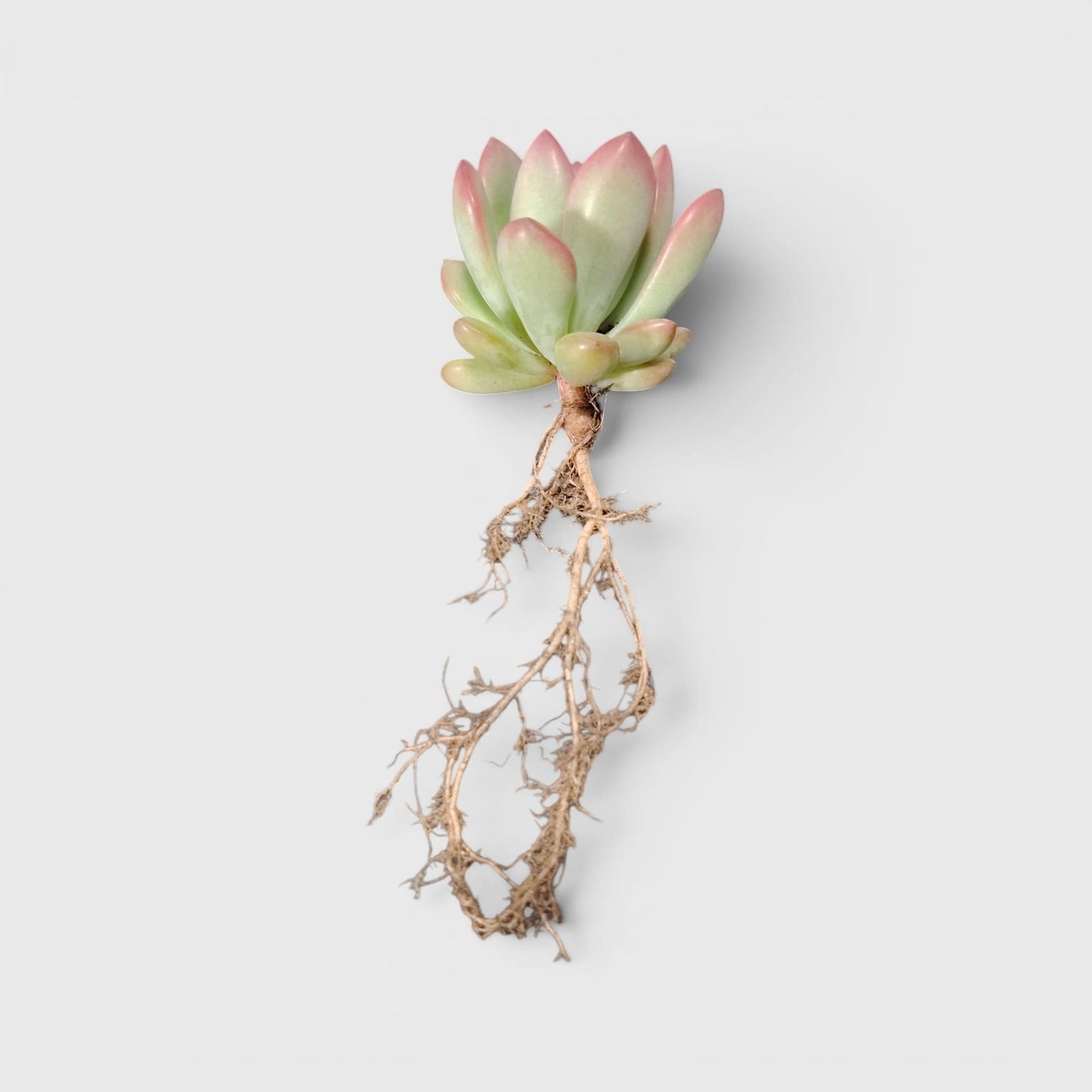 Graptoveria Torres – Rare Rosette Succulent | Compact Indoor Plant | Bare Rooted