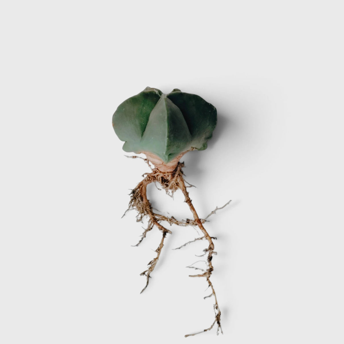 Green Astrophytum Ornatum – Ribbed Star-Shaped Cactus