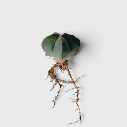 Green Astrophytum Ornatum – Ribbed Star-Shaped Cactus
