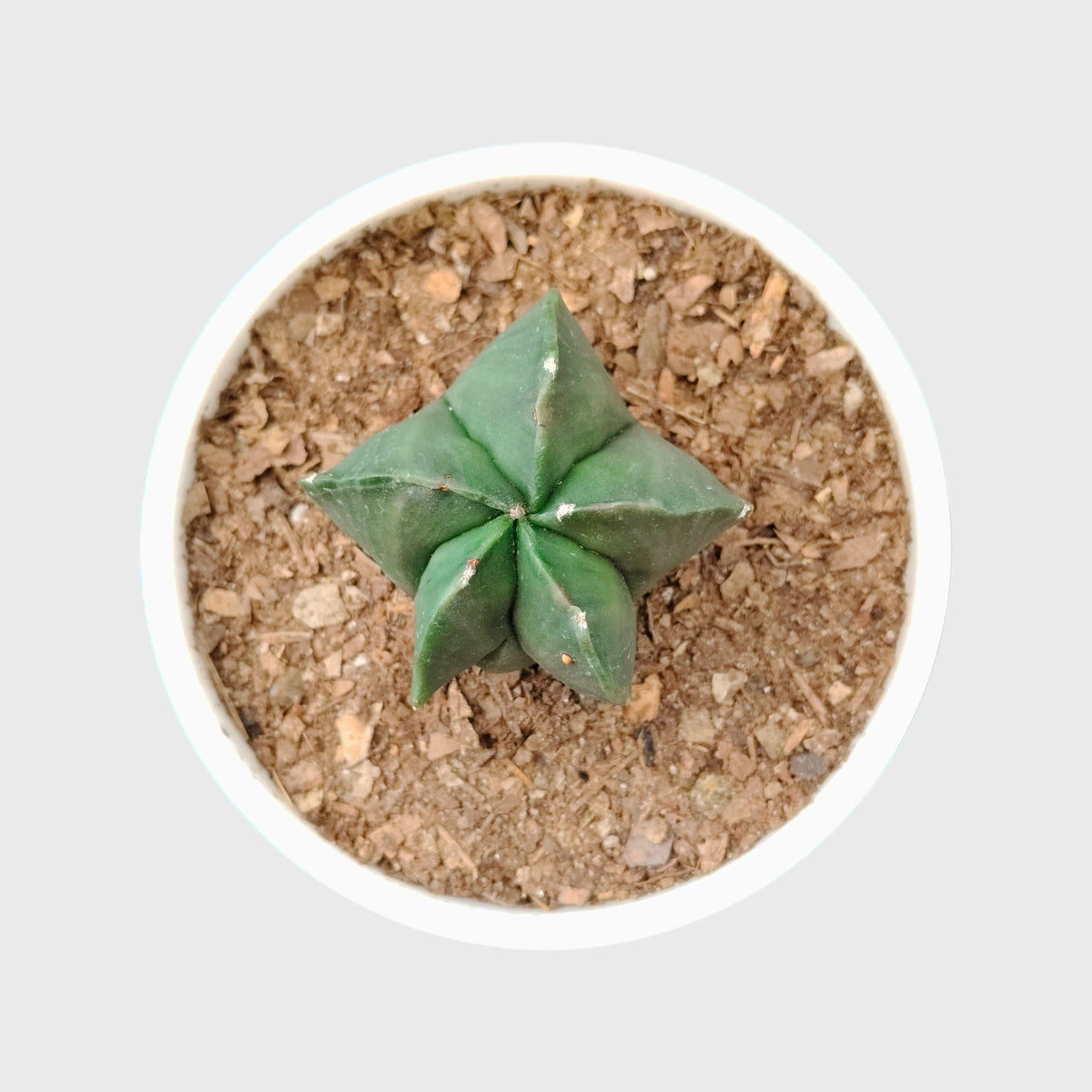 Green Astrophytum Ornatum – Ribbed Star-Shaped Cactus