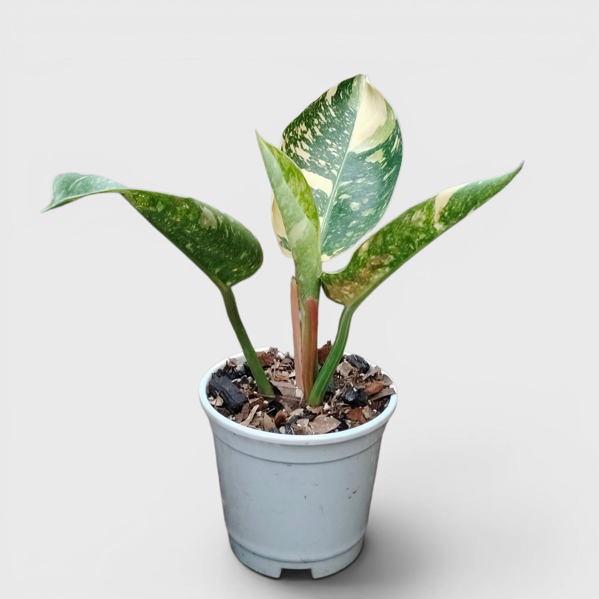 Rare Philodendron Green Congo Aurea Variegated – Golden Variegated Self-Heading Collector Aroid
