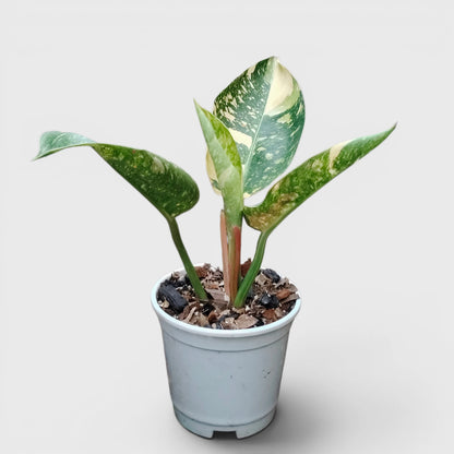 Rare Philodendron Green Congo Aurea Variegated – Golden Variegated Self-Heading Collector Aroid