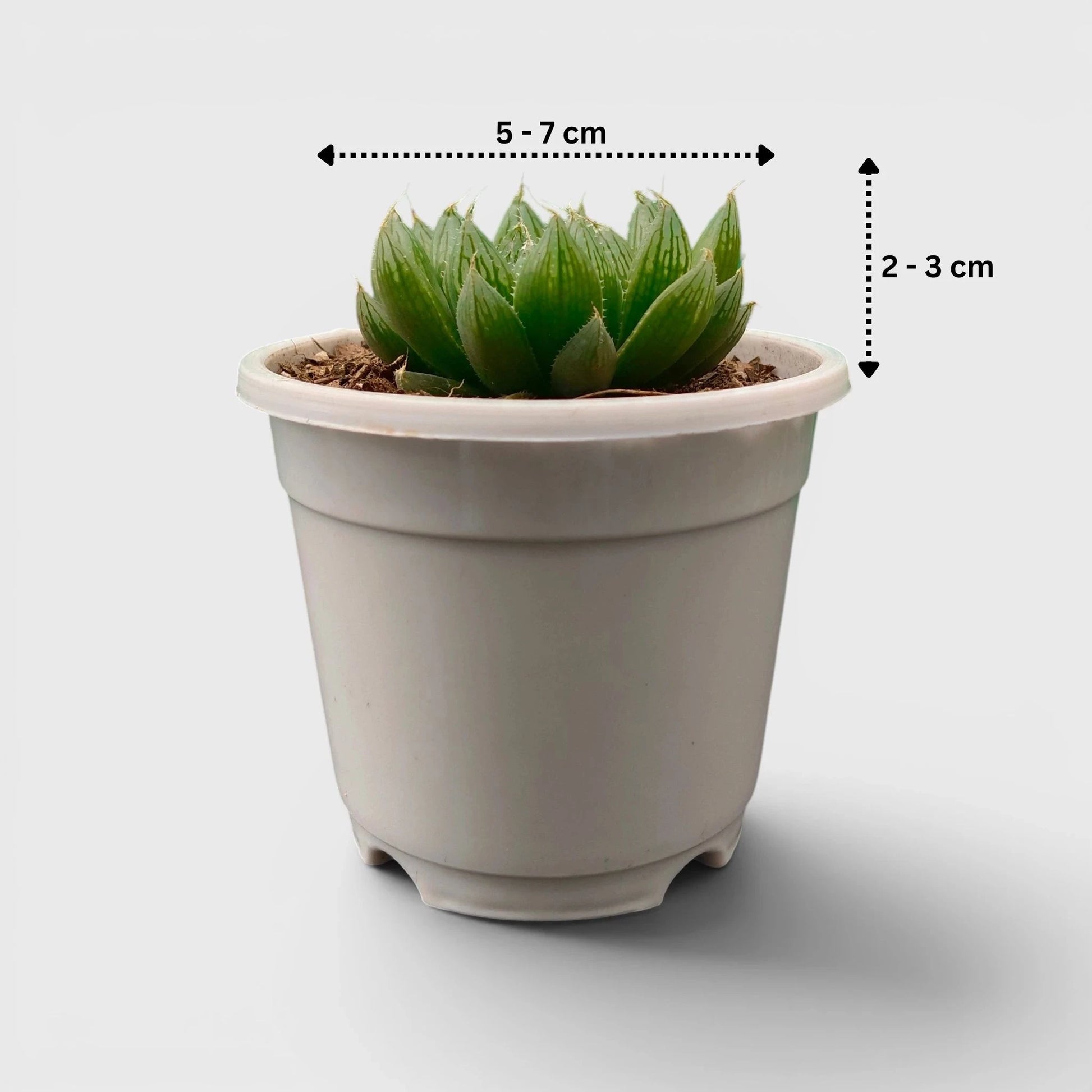 Haworthia Green Cooperii – Low Light Indoor Collector Succulent Plant | Bare Rooted