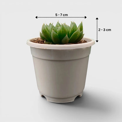 Haworthia Green Cooperii – Low Light Indoor Collector Succulent Plant | Bare Rooted