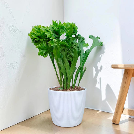 Green Flame Fern (Microsorum punctatum) – Lush Tropical Indoor Fern