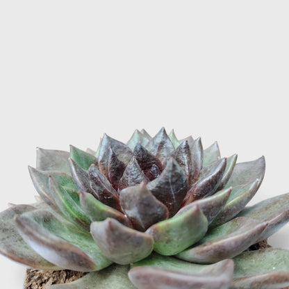 Echeveria Agavoides Green Forest - Rare Indoor Plant | Unique Rosette Succulent | Big Size Echeveria – Bare-Rooted
