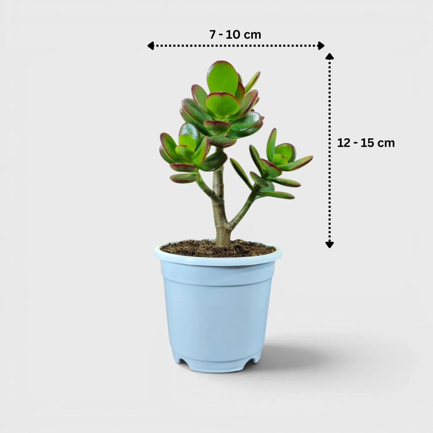 Green Golden Crassula Ovata – Medium Size 3 to 4 Branched Money Jade Plant | Bare Rooted