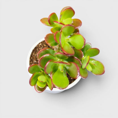 Green Golden Crassula Ovata – Medium Size 3 to 4 Branched Money Jade Plant | Bare Rooted