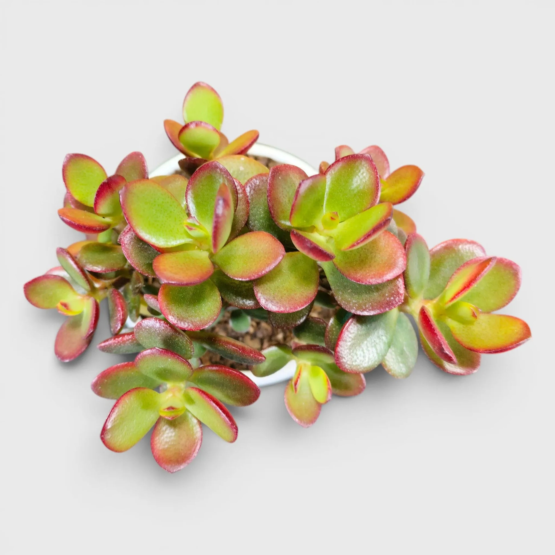 Green Golden Crassula Ovata – Big Size Bushy 5 to 6 Branched Money Jade Plant for Home & Office | Bare Rooted