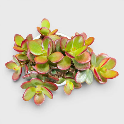 Green Golden Crassula Ovata – Big Size Bushy 5 to 6 Branched Money Jade Plant for Home & Office | Bare Rooted