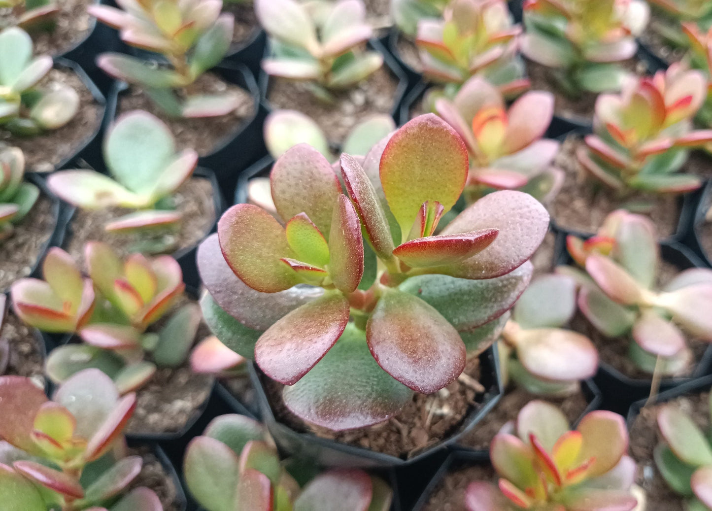 Green Golden Jade Plant (Crassula Ovata) - Elegant Succulent for Home, Office, and Garden - My Store