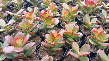 Green Golden Jade Plant (Crassula Ovata) - Elegant Succulent for Home, Office, and Garden - My Store