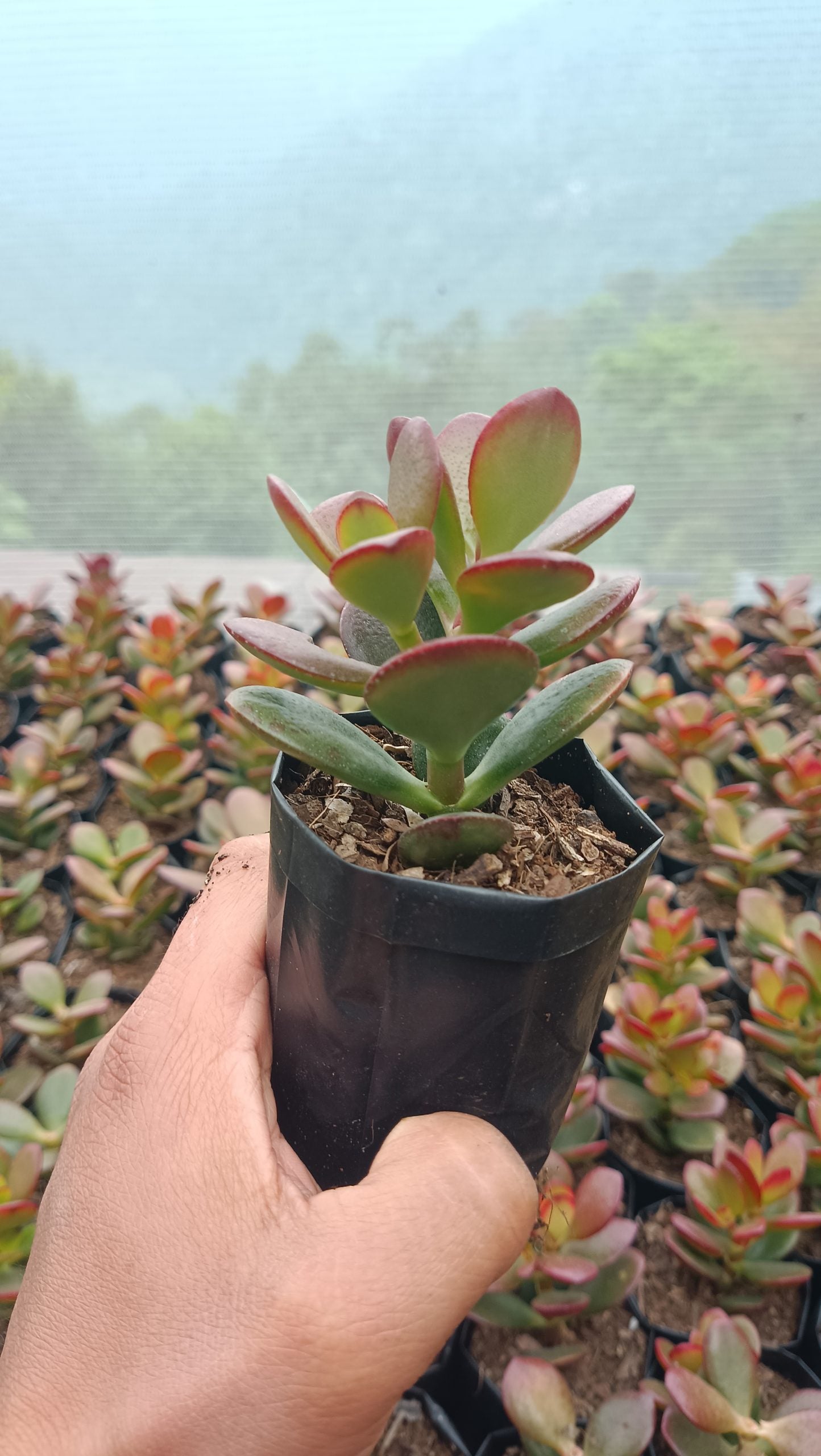 Green Golden Jade Plant (Crassula Ovata) - Elegant Succulent for Home, Office, and Garden - My Store