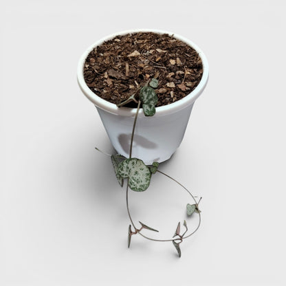 String of Hearts Non Variegated – Small Size Well Rooted Hanging Plant with Bulbs (1–2 Strings) | Home Decor Succulents | Bare Rooted
