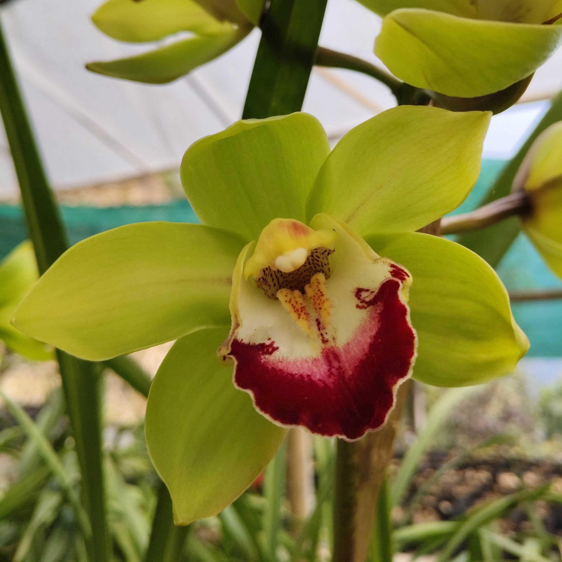 Close up of Green Rembrandt orchid petals
