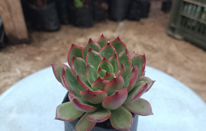 Green Red Tipped Echeveria - Vibrant Succulent for Home, Office, and Garden - My Store