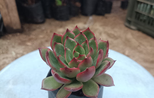 Green Red Tipped Echeveria - Vibrant Succulent for Home, Office, and Garden - My Store