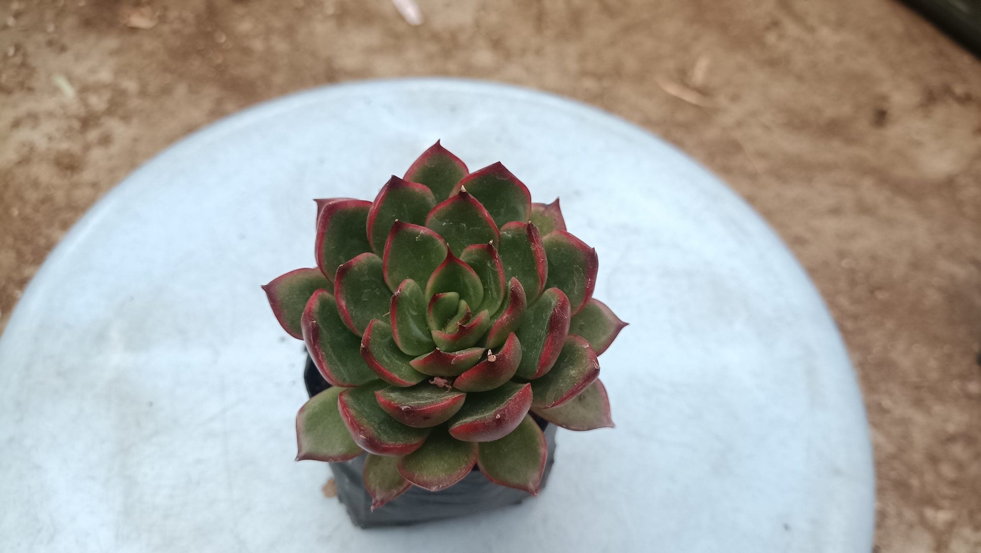 Green Red Tipped Echeveria - Vibrant Succulent for Home, Office, and Garden - My Store