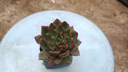 Green Red Tipped Echeveria - Vibrant Succulent for Home, Office, and Garden - My Store