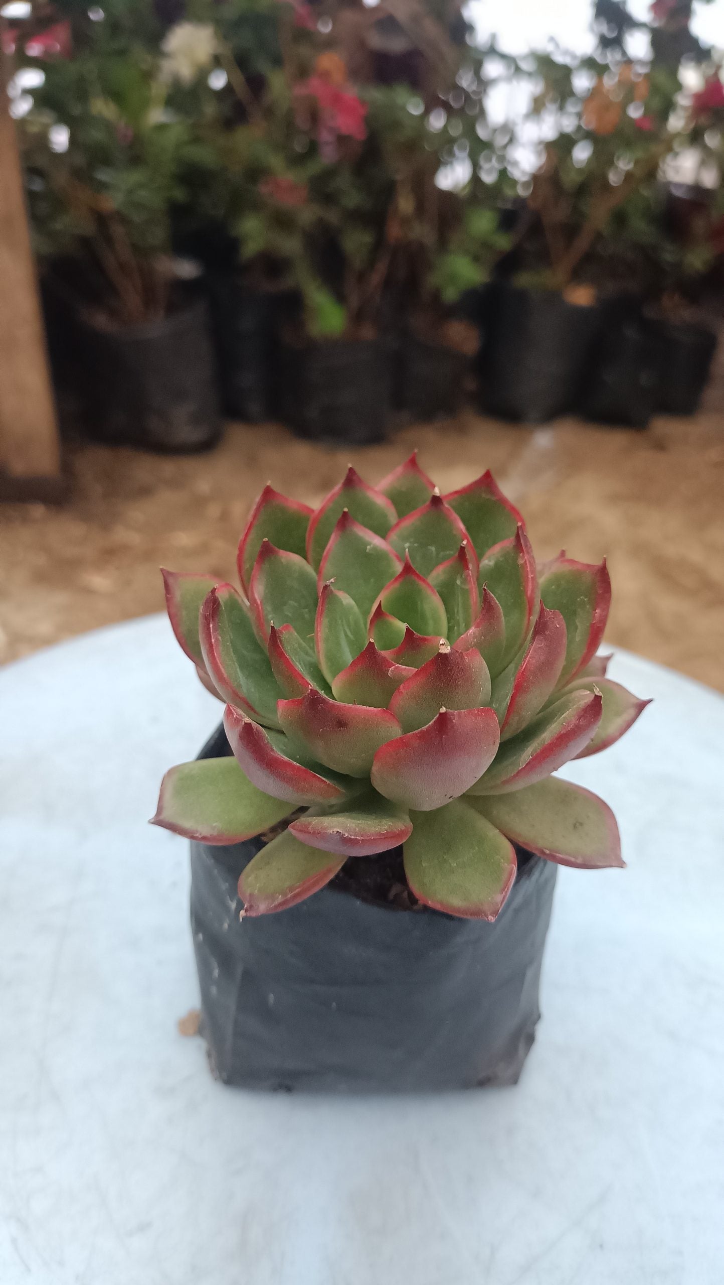 Green Red Tipped Echeveria - Vibrant Succulent for Home, Office, and Garden - My Store