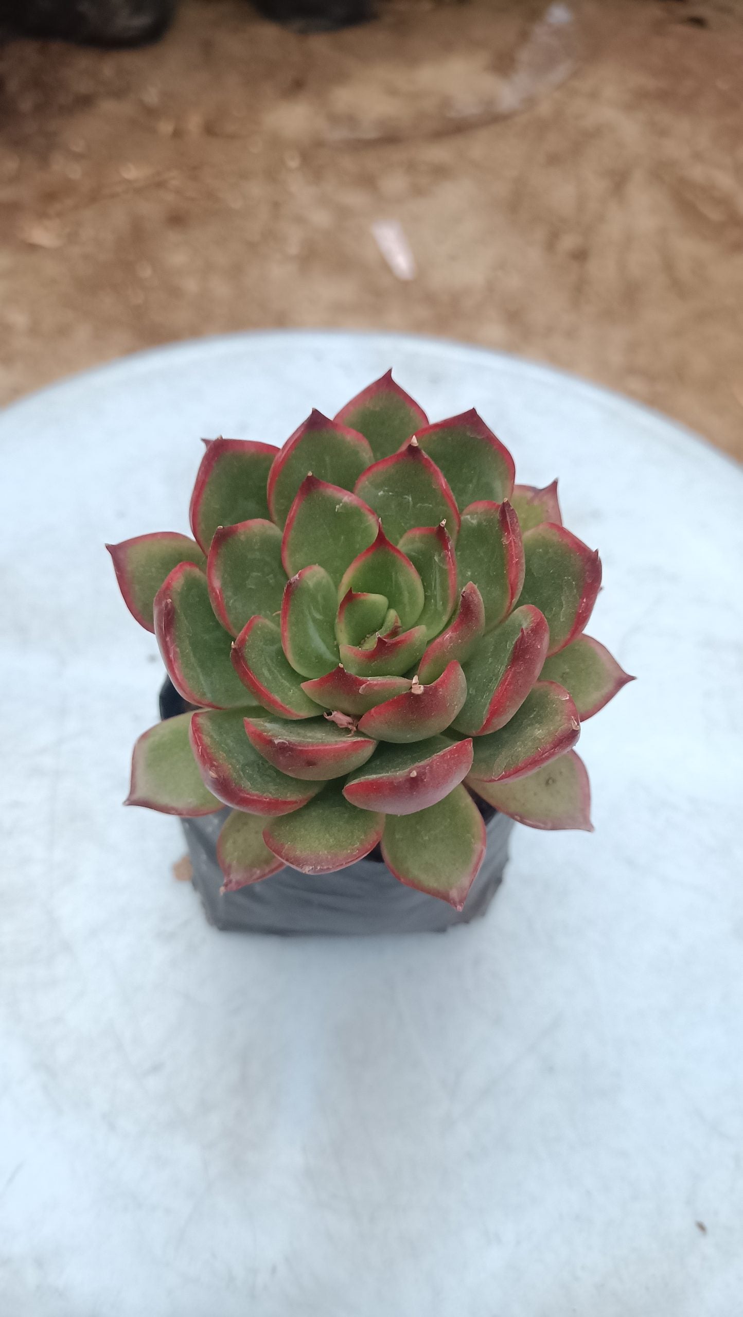 Green Red Tipped Echeveria - Vibrant Succulent for Home, Office, and Garden - My Store
