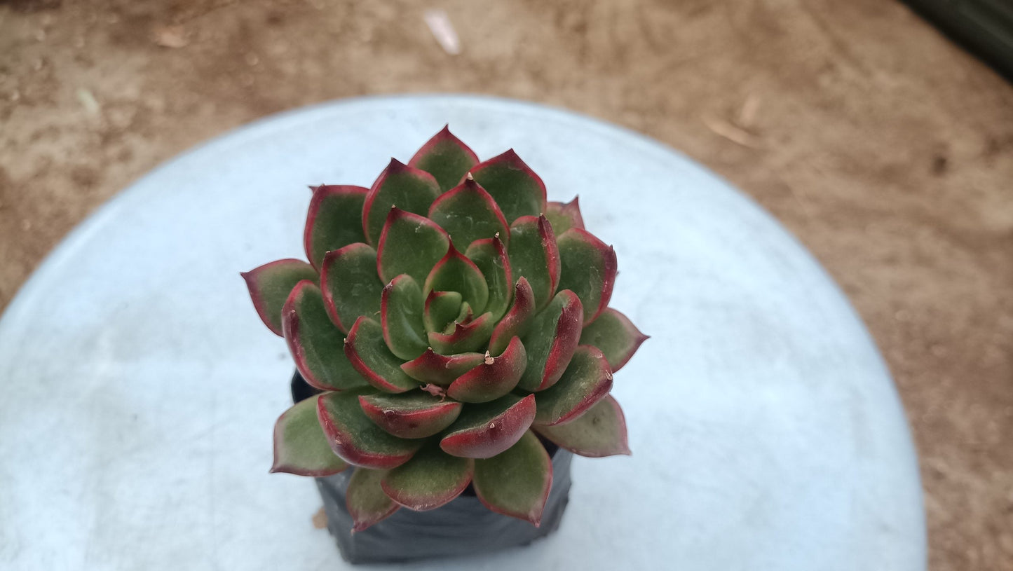 Green Red Tipped Echeveria - Vibrant Succulent for Home, Office, and Garden - My Store