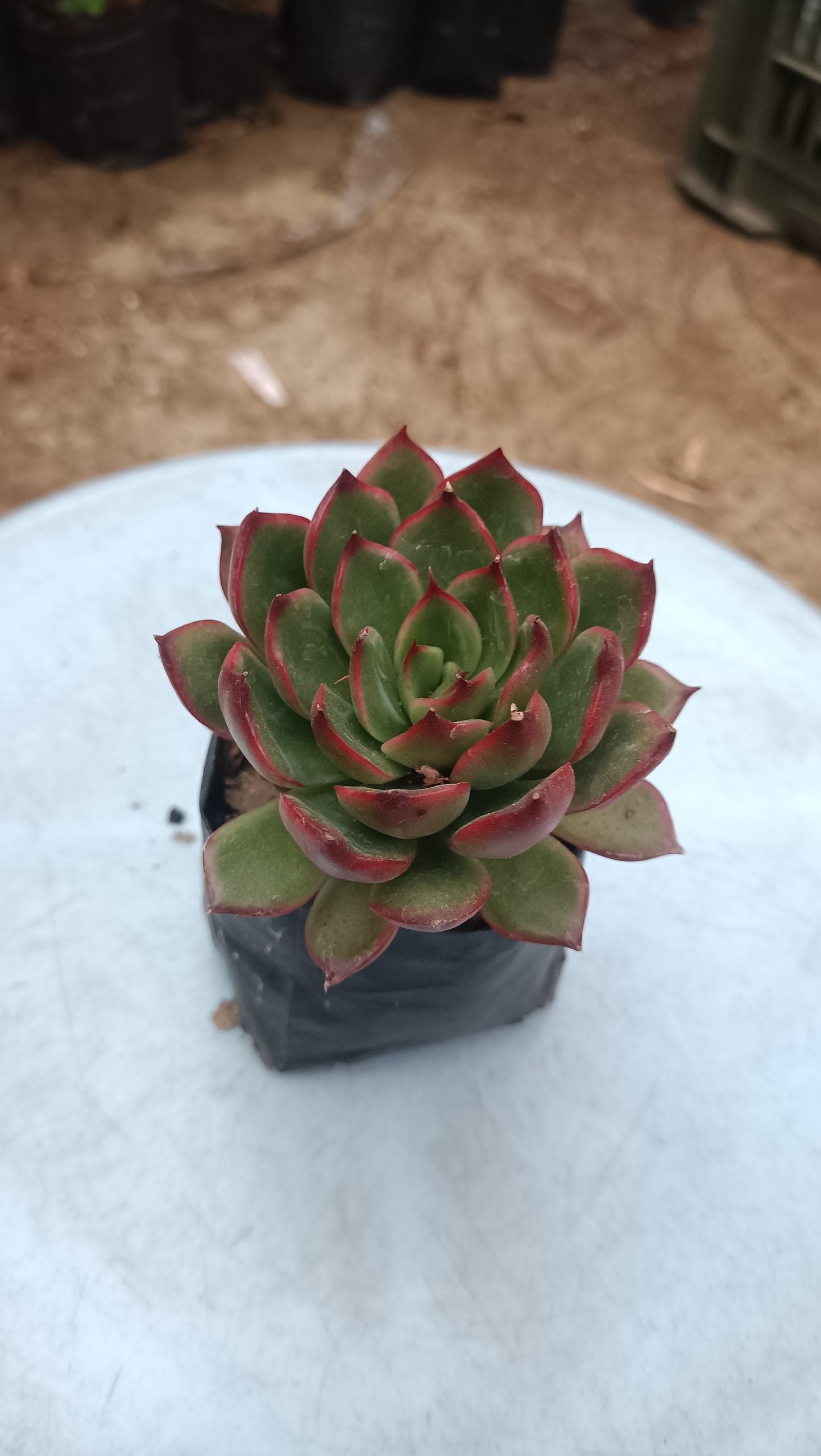 Green Red Tipped Echeveria - Vibrant Succulent for Home, Office, and Garden - My Store