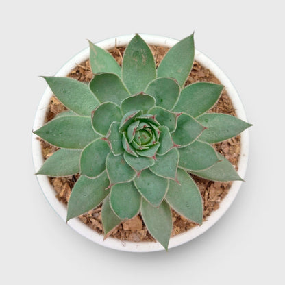 Green Red Tipped Laxmi Kamal Sempervivum – Decorative Rosette Succulent Plant | Perfect for Gifting | Bare Rooted