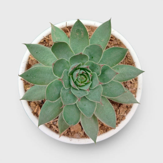 Green Red Tipped Laxmi Kamal Sempervivum – Decorative Rosette Succulent Plant | Perfect for Gifting | Bare Rooted