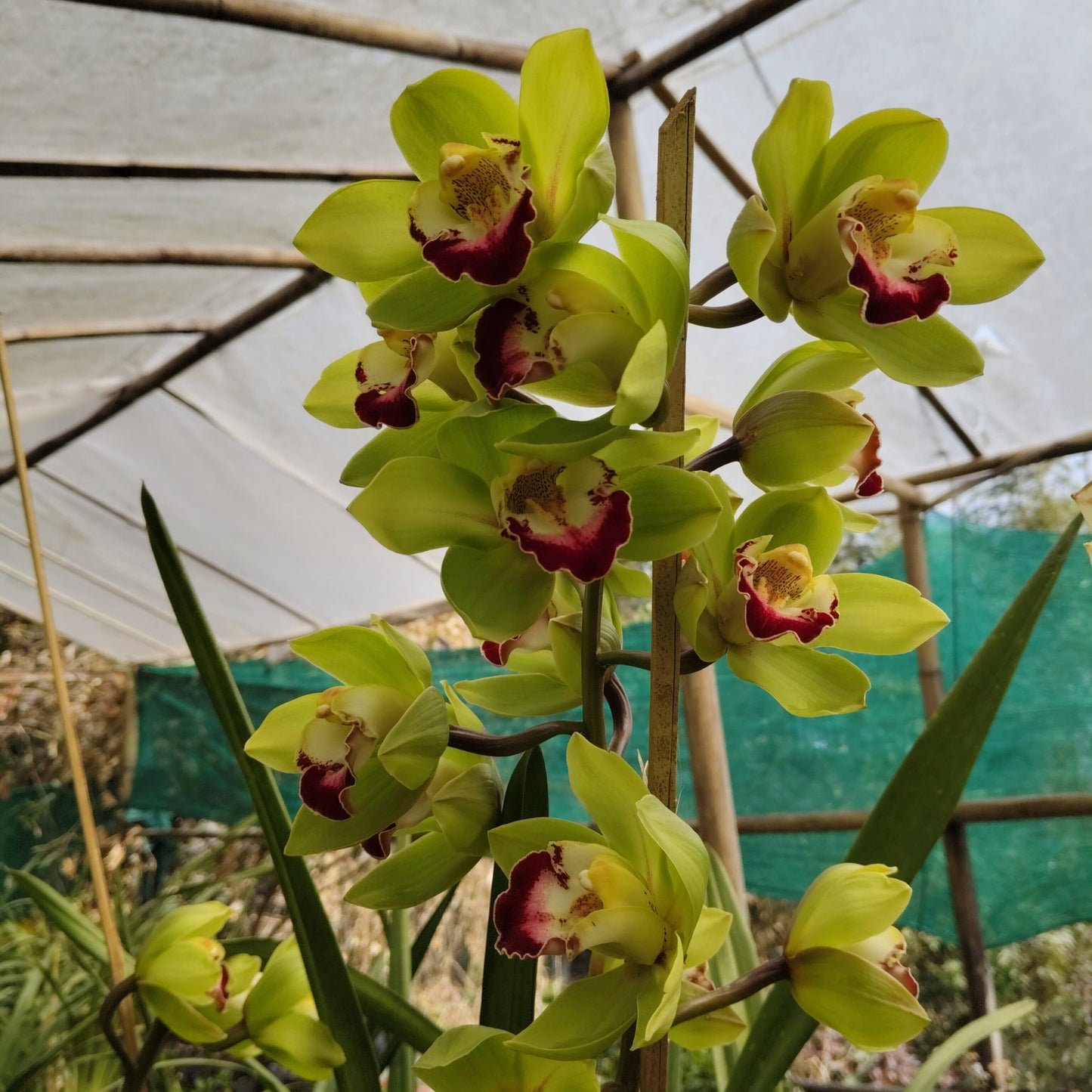 Orchid Green Rembrandt flowering spike