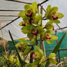Green Rembrandt Orchid 003 – Premium Bloom