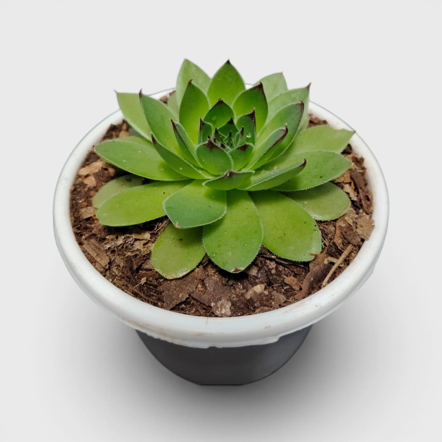 Laxmi Kamal Hen and Chicks Sempervivum Red Tipped – Vastu Succulent Indoor Plant | Perfect for Gifting | Bare Rooted