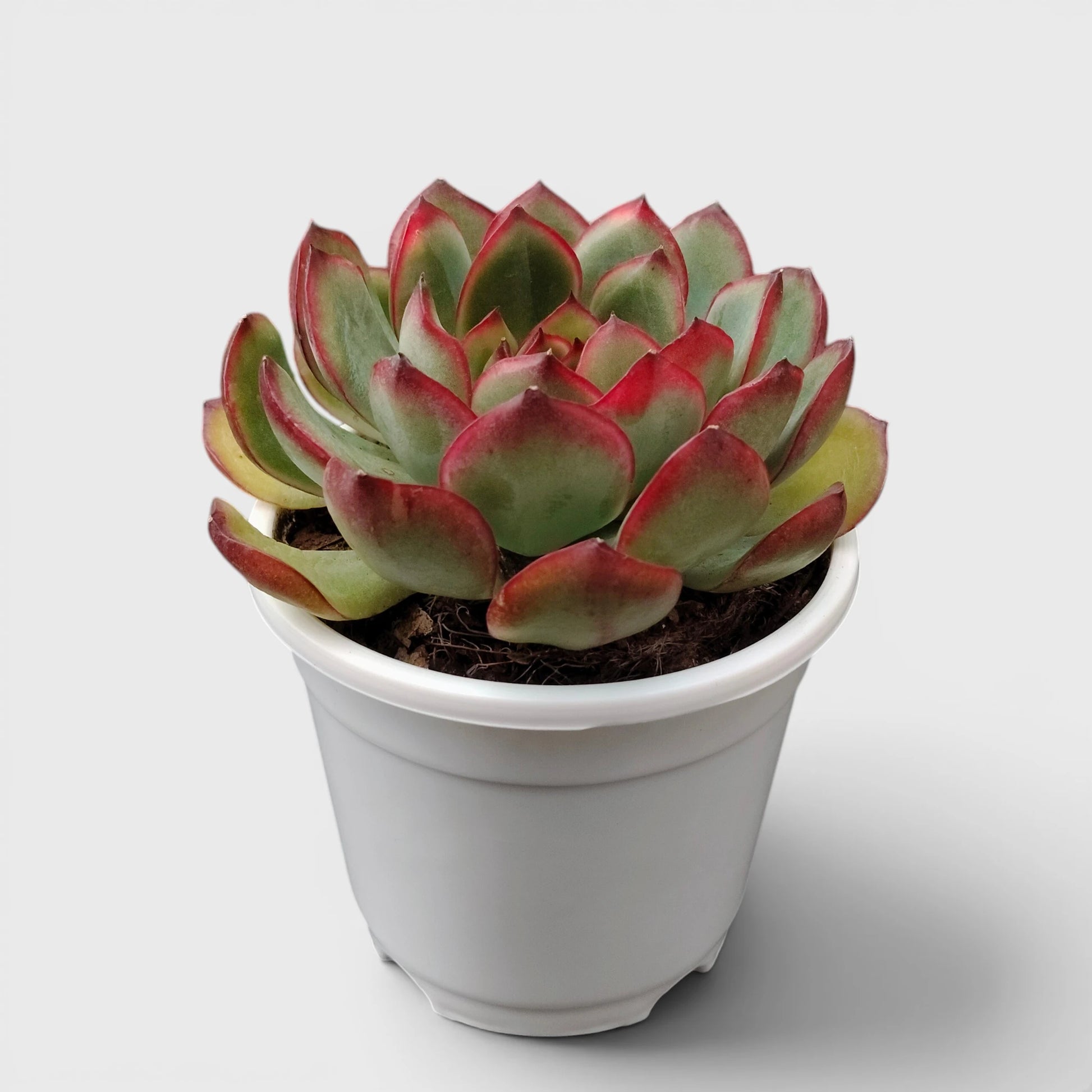 Echeveria Pulidonis – Red Edge Rosette Succulent | Premium Indoor & Balcony Plant