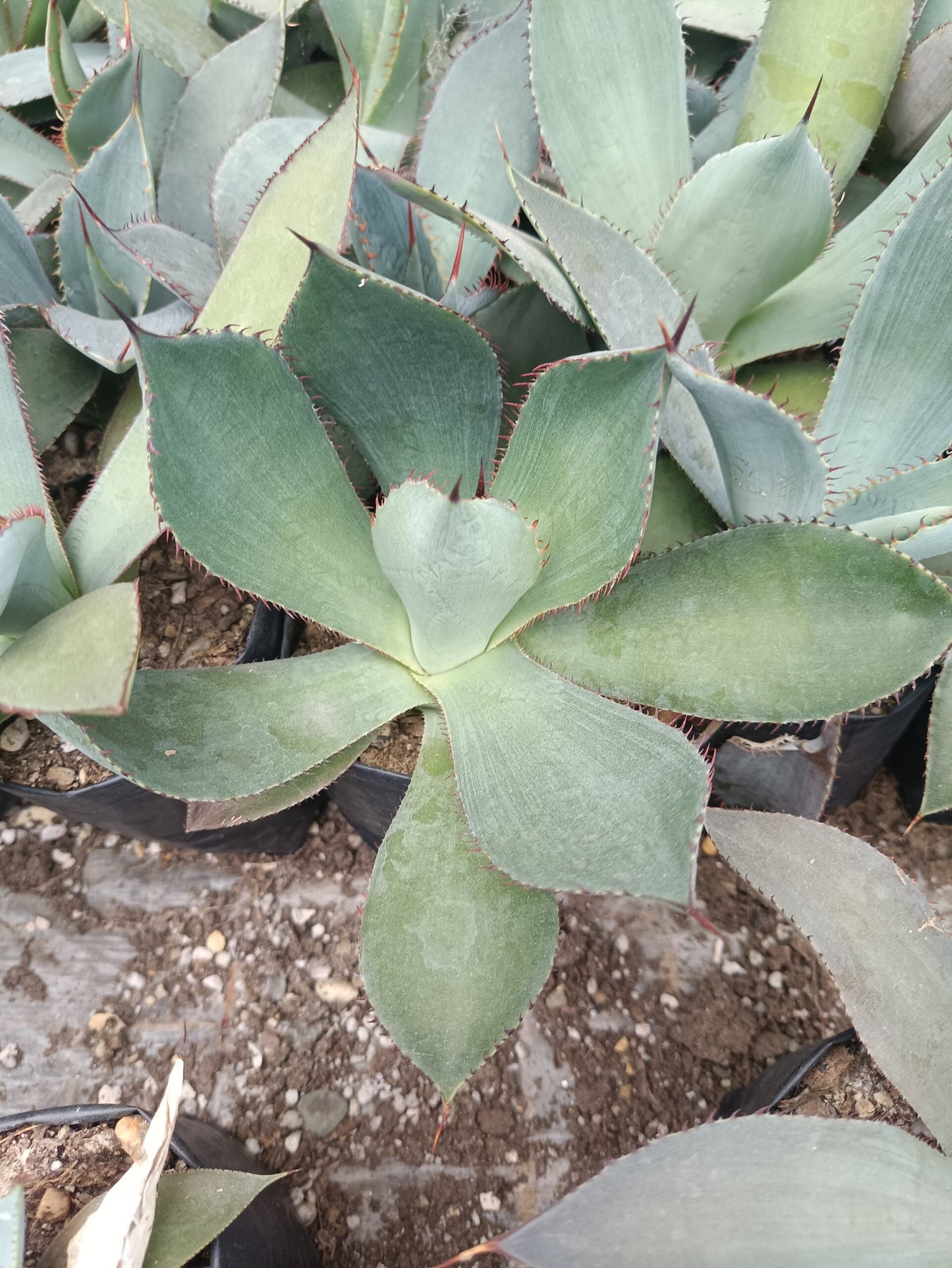 Guadalajarana Agave Magic: Order Now via Frek's Online Shop! - My Store