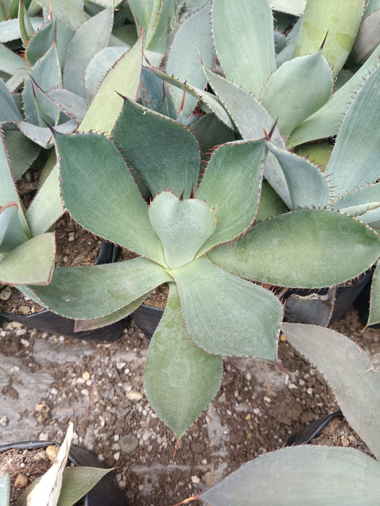 Guadalajarana Agave Magic: Order Now via Frek's Online Shop! - My Store
