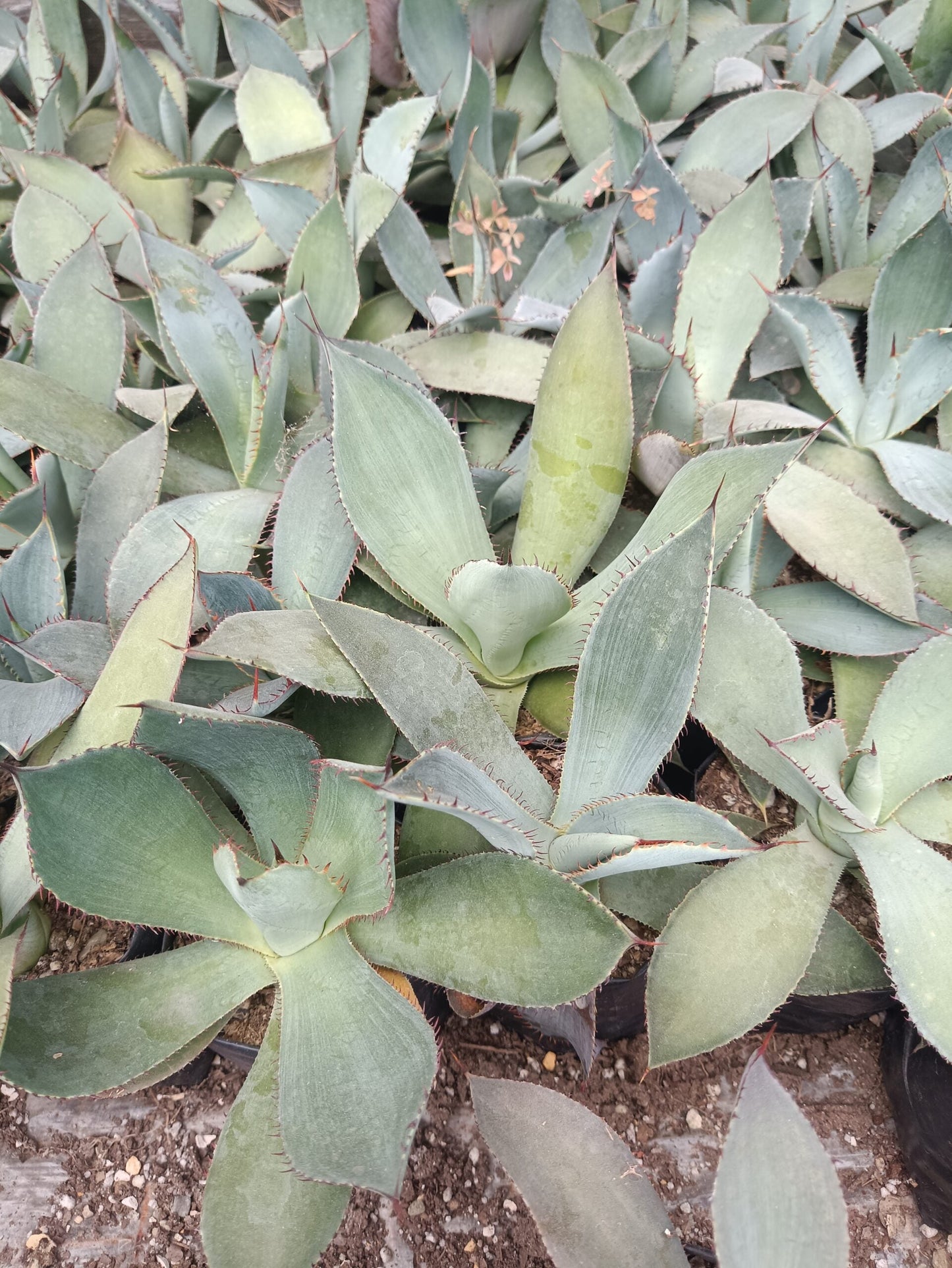 Guadalajarana Agave Magic: Order Now via Frek's Online Shop! - My Store