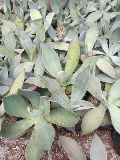 Guadalajarana Agave Magic: Order Now via Frek's Online Shop! - My Store