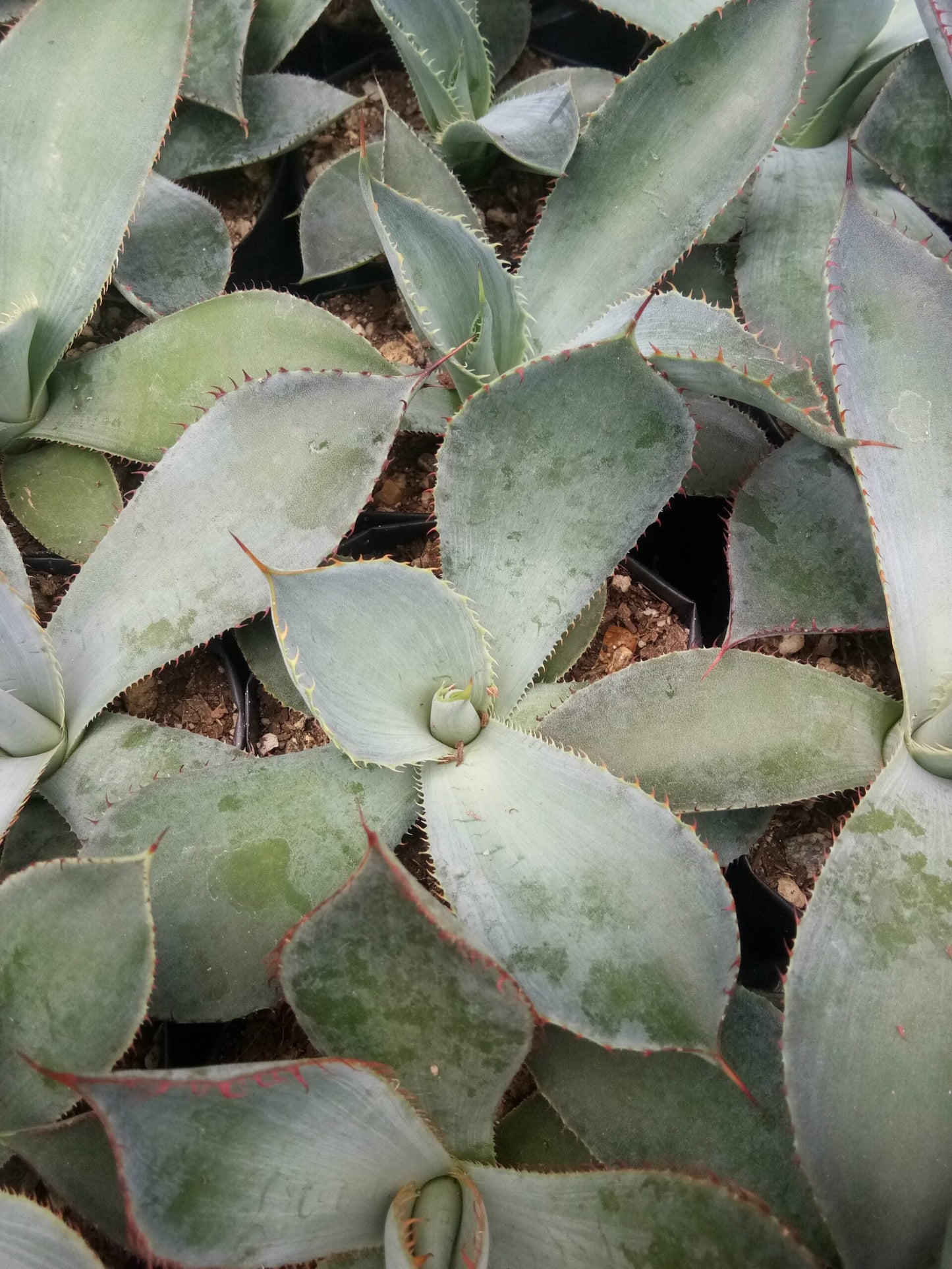 Guadalajarana Agave Magic: Order Now via Frek's Online Shop! - My Store