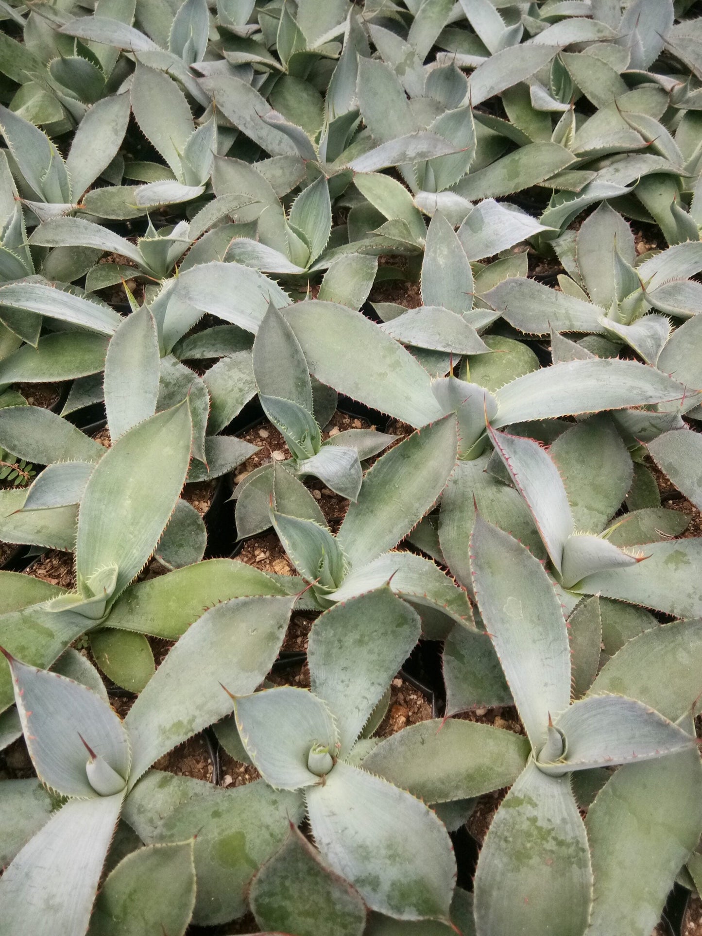 Guadalajarana Agave Magic: Order Now via Frek's Online Shop! - My Store