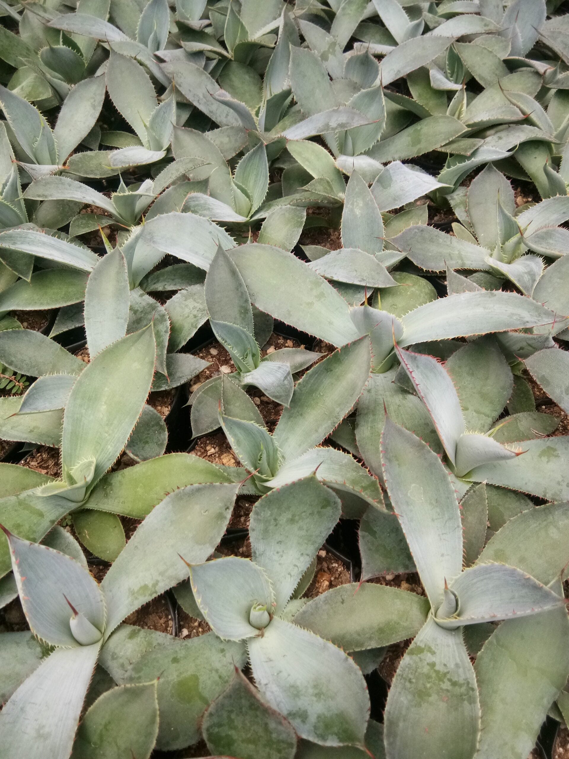 Guadalajarana Agave Magic: Order Now via Frek's Online Shop! - My Store