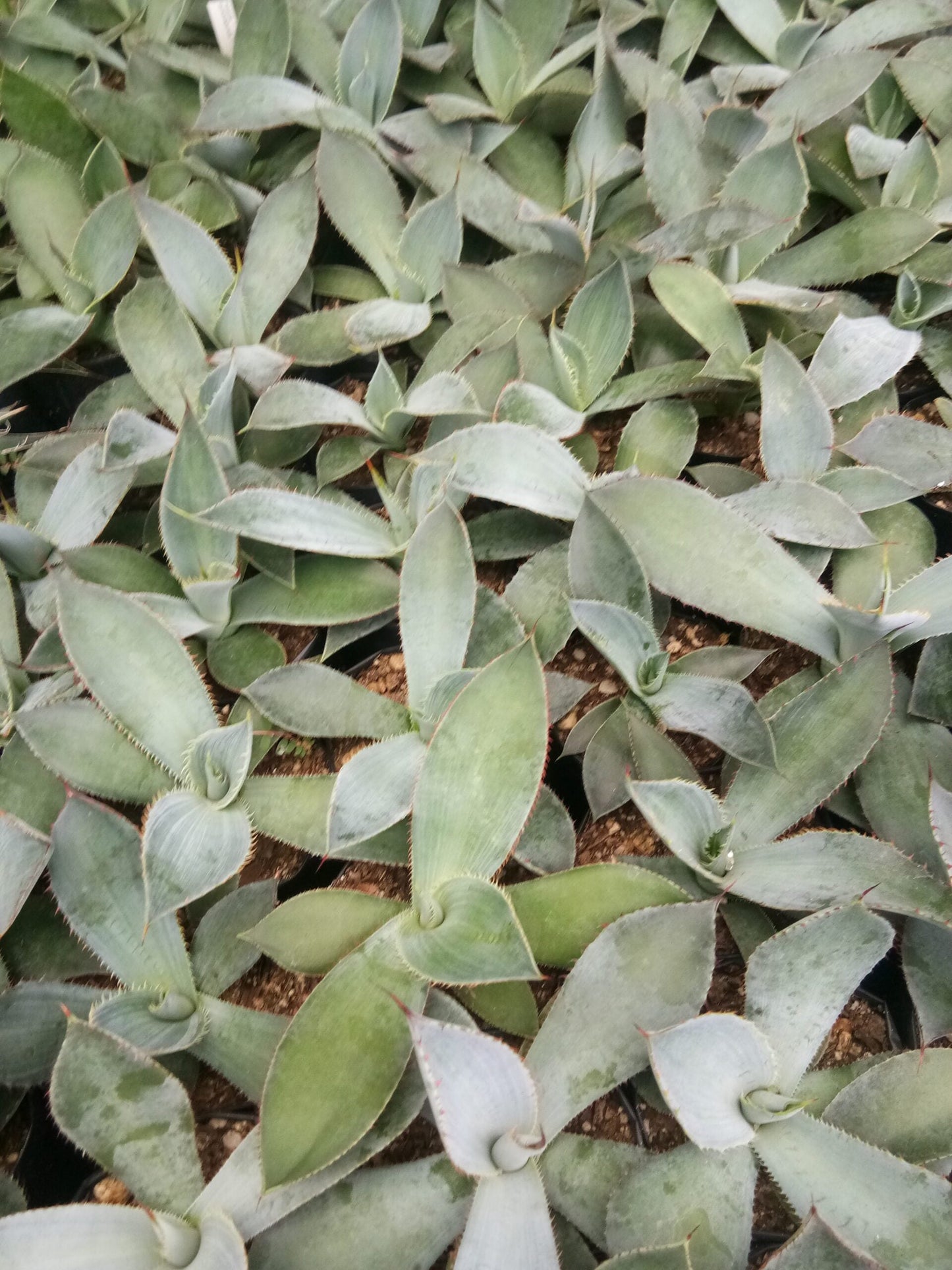 Guadalajarana Agave Magic: Order Now via Frek's Online Shop! - My Store