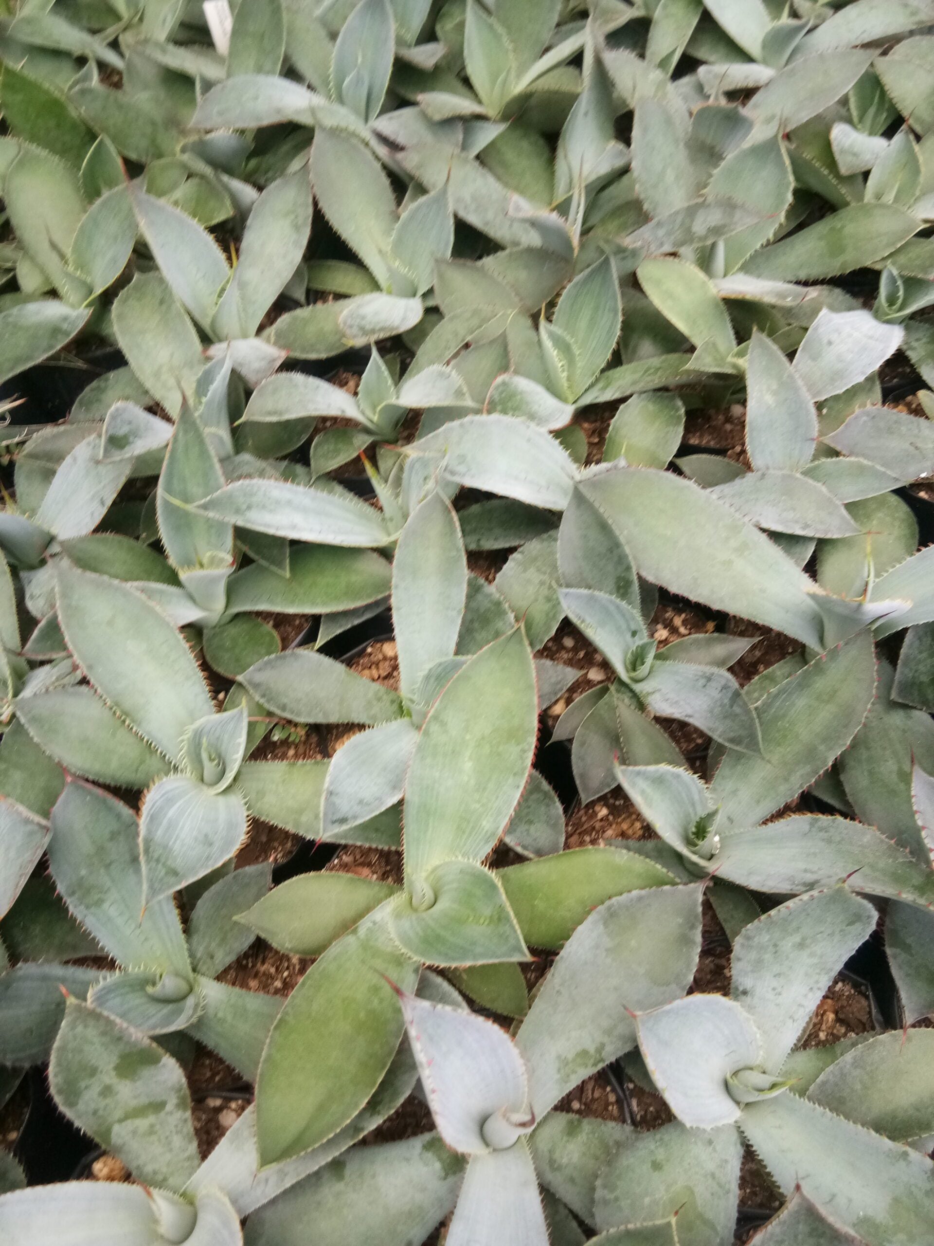 Guadalajarana Agave Magic: Order Now via Frek's Online Shop! - My Store