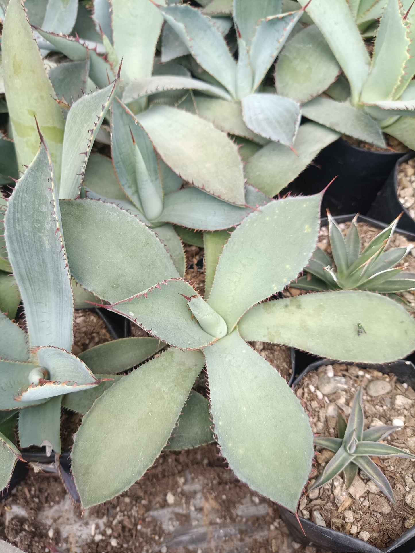 Guadalajarana Agave Magic: Order Now via Frek's Online Shop! - My Store