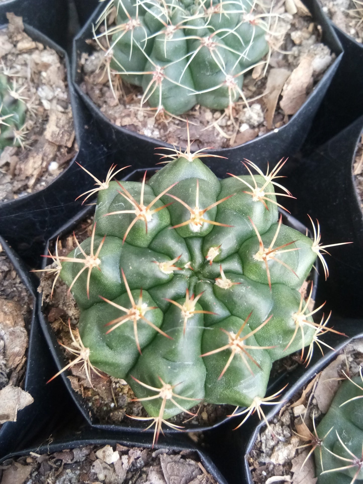 Gymno Baldianum Cactus: Unique Beauty for Any Space - My Store