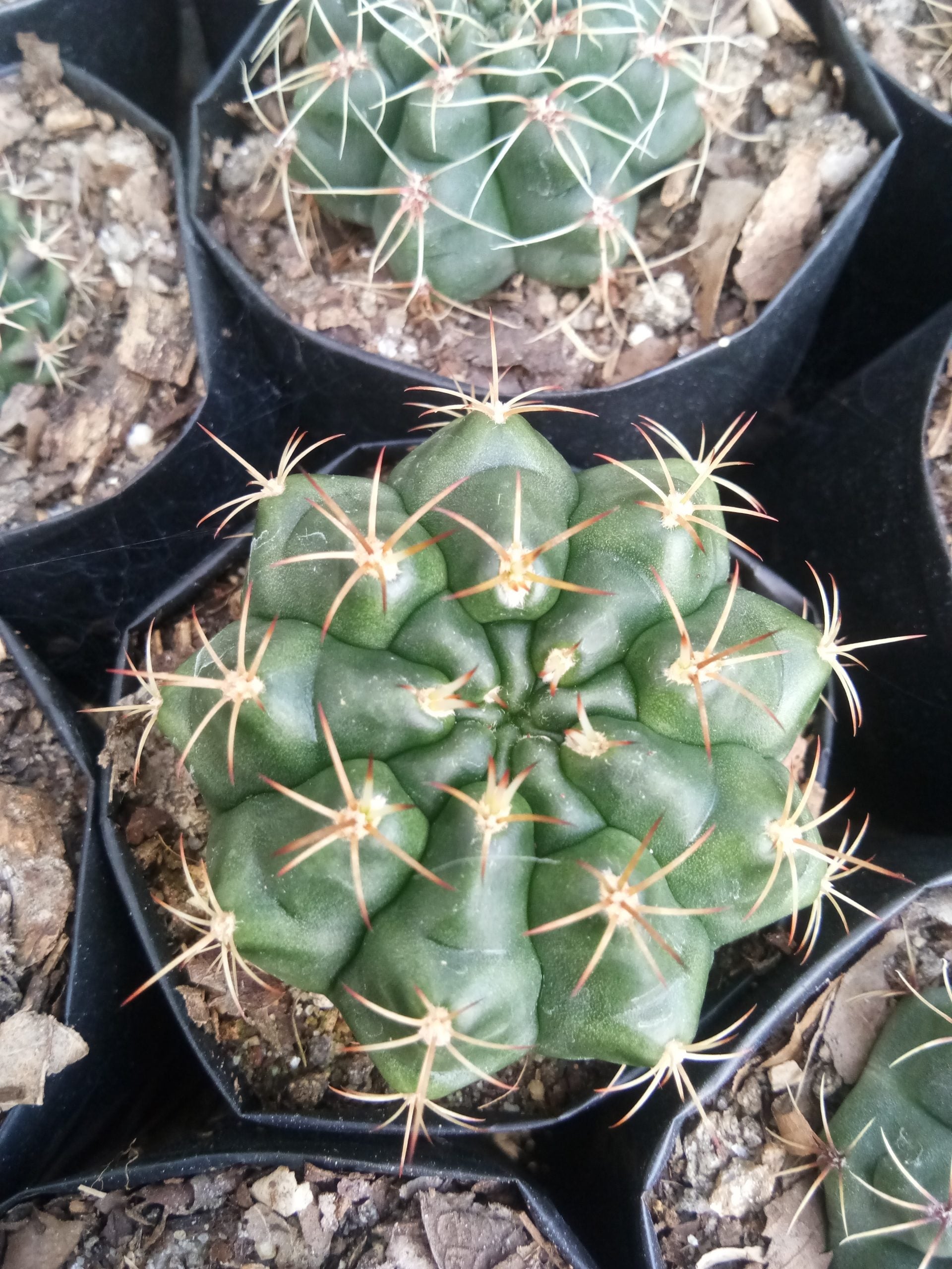 Gymno Baldianum Cactus: Unique Beauty for Any Space - My Store