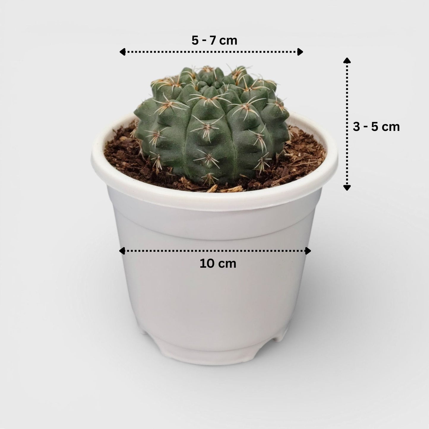 Small Gymnocalycium Baldianum cactus in pot for indoor décor