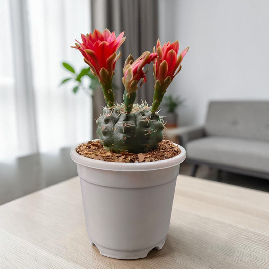 Gymnocalycium Baldianum – Flowering Ball Cactus | Easy Care Cactus | Bare Rooted